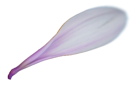 Blume